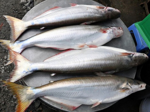 Đồng Tháp: Sản lượng cá bông lau giảm 50%