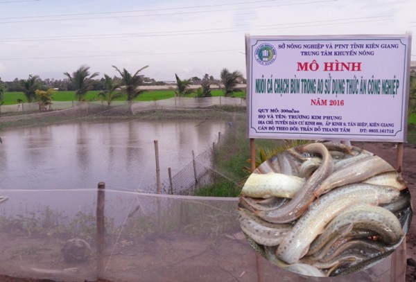 Kiên Giang: Nuôi cá chạch bùn - Hướng phát triển mới trong nuôi trồng thủy sản nước ngọt