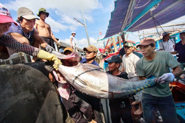 Muốn bán cá ngừ, phải bảo vệ cá heo