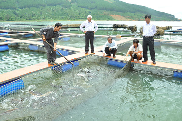 Lâm Đồng: Di Linh phát triển dần nghề nuôi cá