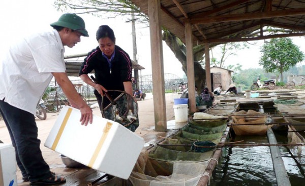 Bắc Giang: Hối hả vào vụ cá mới