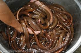 Cần Thơ: Hiệu quả bước đầu của mô hình nuôi lươn thương phẩm sử dụng con giống nhân tạo, không bùn trong bể lót bạt