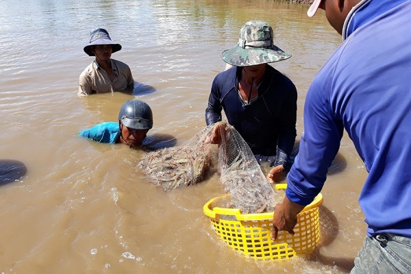 Giá nhiều loại thủy sản ở Trà Vinh giảm