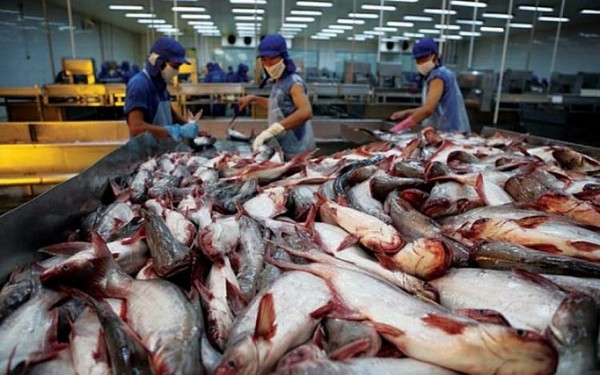 Việt Nam tăng xuất khẩu cá tra sang Ai Cập, UAE