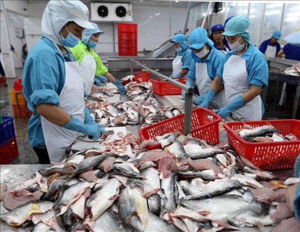 Xuất khẩu cá tra sang ASEAN đang phục hồi
