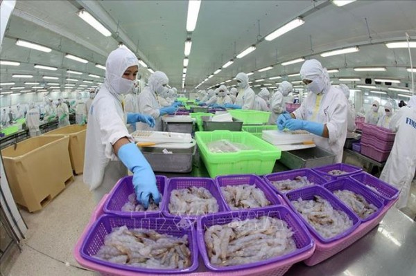 Tôm Cà Mau vượt khó, xuất khẩu đạt 1,1 tỷ USD