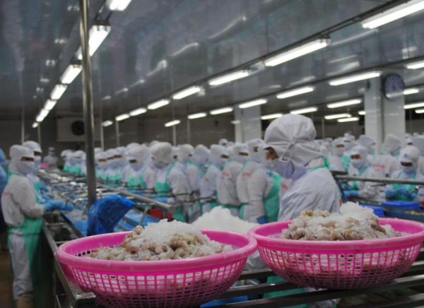 Xuất khẩu tôm mang lại hơn 1 tỷ USD cho Cà Mau